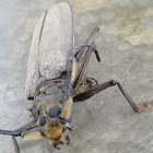 Longhorn beetle