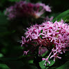 Clerodendron bungei
