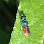 Ruby tailed wasp