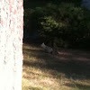 Gray squirrel