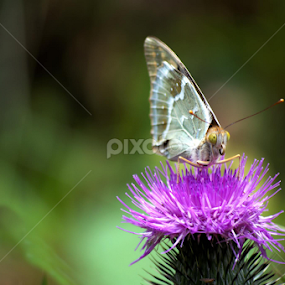 Who? me?? by Neli Dan - Animals Insects & Spiders