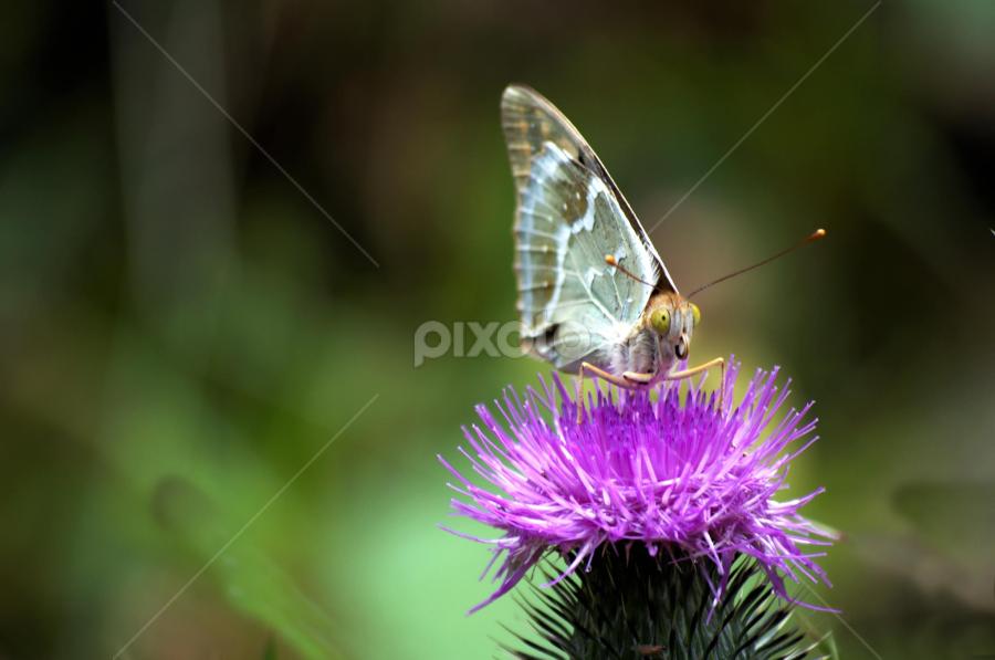 Who? me?? by Neli Dan - Animals Insects & Spiders