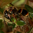 Potter Wasp