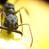 Trap-jaw ant