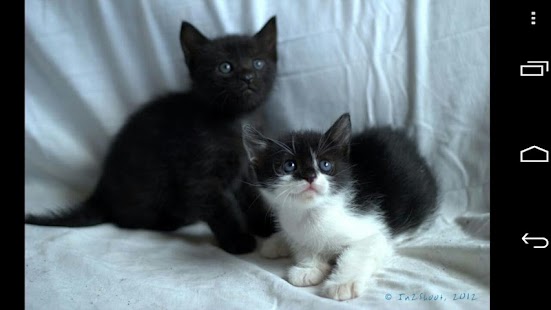 How to get Kittens patch 1.9 apk for laptop