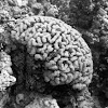 Brain-shaped coral