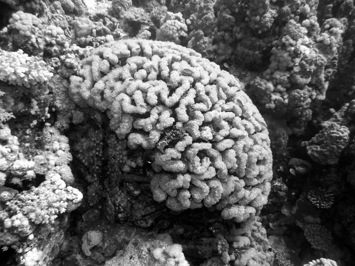 Brain-shaped coral