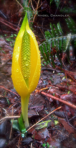 Swamp Lantern | Project Noah