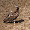 Vulture - Hooded Vulture