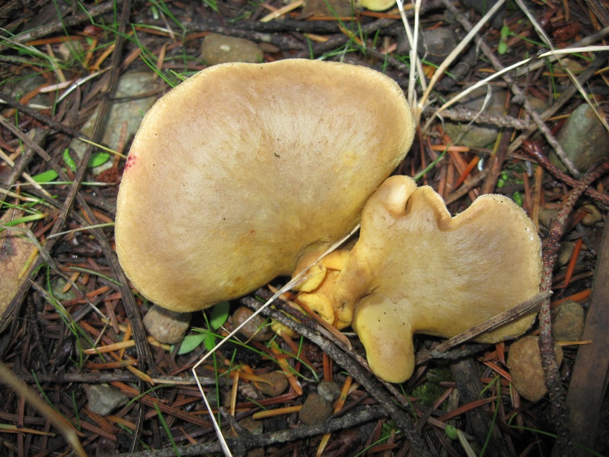 Western Jack-o'-lantern Mushroom