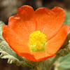 Small-leafed globemallow