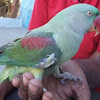 Red-breasted Parakeett