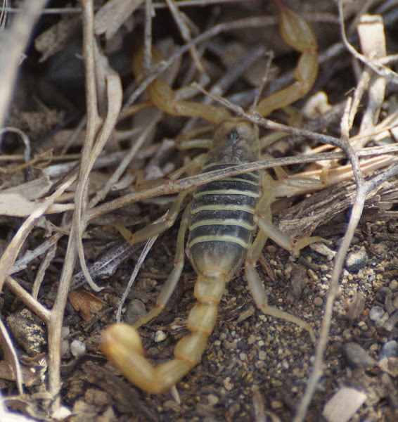 Northern Scorpion Project Noah