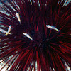 unidentified sea urchin