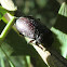Magenta beetle