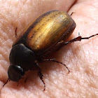 Small Brown Scarab