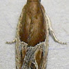 Strawberry Leafroller Moth