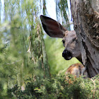 (Fawn) California Mule Deer
