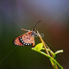 by Monoj Das - Animals Insects & Spiders