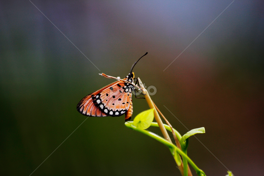 by Monoj Das - Animals Insects & Spiders