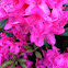 Rhododendrons