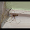 Long-bodied Cellar Spider (male)