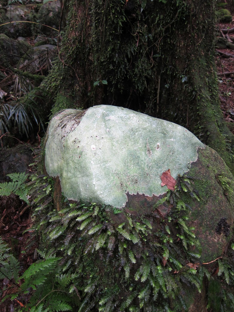 Rainforest Lichen (crust species?)