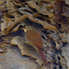 Arapaçu-rajado (Lesser Woodcreeper)