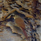 Arapaçu-rajado (Lesser Woodcreeper)