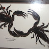 Scorpions (preserved)