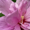 Rose of Sharon or Althea 