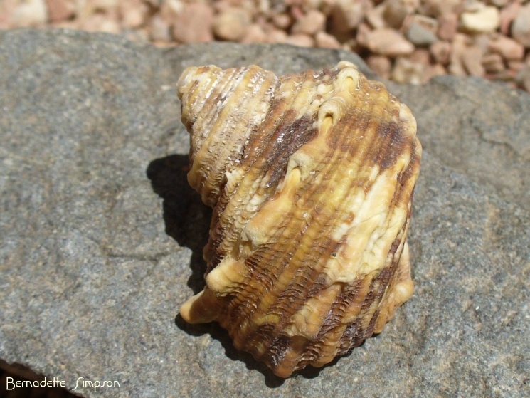 Turban Snail Shell