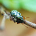 (Calligrapha scalaris)