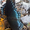 Red Spotted Purple