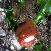 Red and green sea anemone