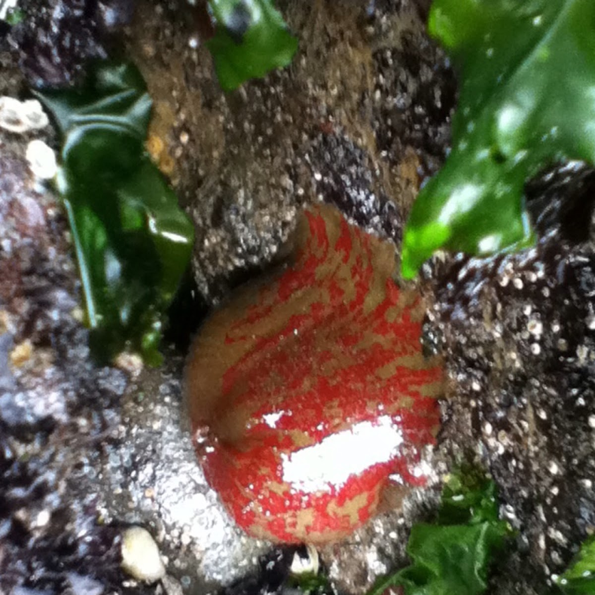 Red and green sea anemone