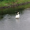 Mute Swan