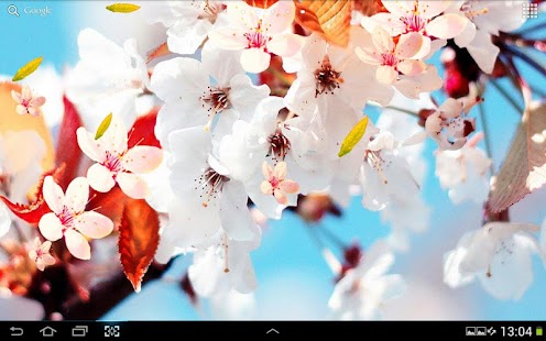 【免費個人化App】櫻花動態壁紙-APP點子