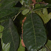 Kusum, Lac Tree, Macassar oil tree, Ceylon Oak,Hindi कुसुम Kusum, Kusam, कुसुम्ब Kusumb, പൂവം, പൂവണം,