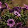 Ray™ Purple Vein Petunia hybrid (Proven Winners)