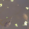 Western toad tadpoles