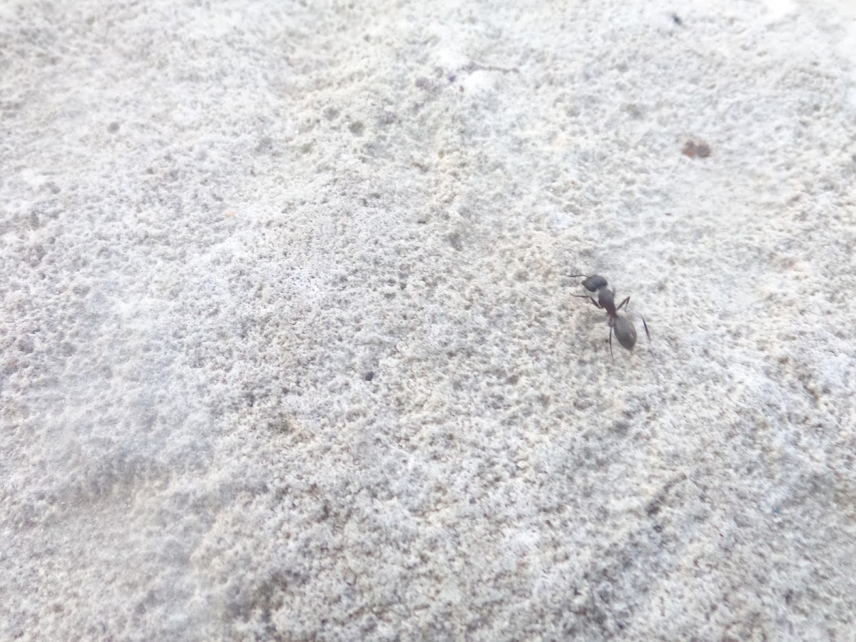 Black Carpenter Ant