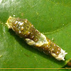Hector's Swallowtail larva