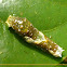 Hector's Swallowtail larva