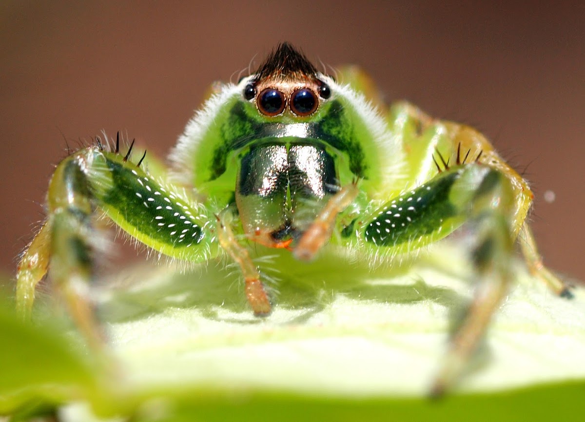Northern Green Jumping Spider ( Male )