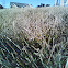 Winter grass