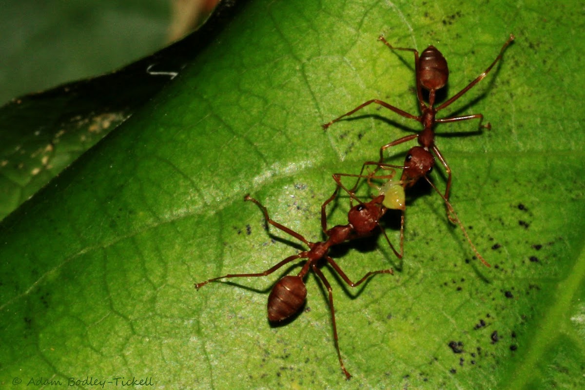 Weaver ants and an aphid