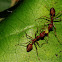 Weaver ants and an aphid