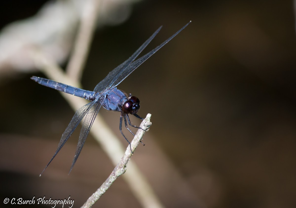 Great Blue Skimmer Dragonfly (Male)
