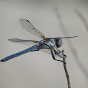 Bleached Skimmer (male)